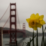 Obrázek epizody Golden Gate: most mezi dvěma světy