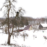 Obrázek epizody #24: Termín řezu ovocných stromů