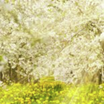 Obrázek epizody HOROSKOPY: Ryby, láska je hybnou silou vesmíru. Zamilované páry potěší večer ve dvou