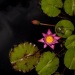 Obrázek epizody Croaking Frogs Sound for Sleep