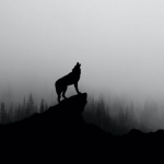 Obrázek epizody Wolves Howling in the Night: Sleep Soundscape