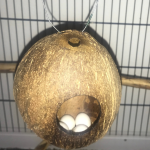 Obrázek epizody kyblík list