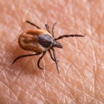 Obrázek epizody Why is ‘chronic’ lyme disease so controversial?
