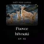Obrázek epizody #92: Paovce hřivnatá
