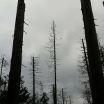 Obrázek epizody Krušnohorské lesy zničila rudo-černá labuť