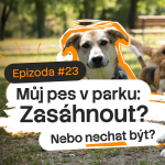 Obrázek epizody Můj pes v parku: Kdy zasáhnout a kdy nechat psy komunikovat? | Psí duše #03