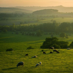 Obrázek epizody English Meadow Sounds | Relaxing Nature Ambience for Sleep, Study, or Meditation