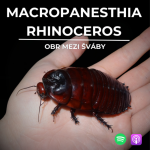 Obrázek epizody 70: Obr mezi šváby | Macropanesthia rhinoceros