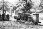 Obrázek epizody Jedinečný pražský med
