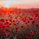 Obrázek epizody 11. listopadu: Den válečných veteránů