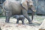 Obrázek epizody “Mládě slona afrického vzešlo z umělé inseminace. Slony jsme na to připravovali pět let”, říká ředitel ZOO Zlín Roman Horský