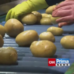 Obrázek epizody V obchodech by se měly objevit nové, kvalitnější české brambory se speciálním označením