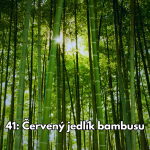Obrázek epizody 41: Červený jedlík bambusu