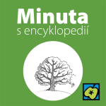 Obrázek epizody Lípa