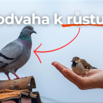 Obrázek epizody Lepší holub na střeše než vrabec v hrsti