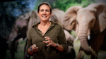 Obrázek epizody How bees can keep the peace between elephants and humans | Lucy King