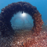 Obrázek epizody ‘Everything is quagga mussel now’: can invasive species be stopped?