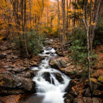 Obrázek epizody Crickets at the Creek: Babbling Brook & Cricket Soundscape