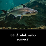Obrázek epizody 53: Žralok nebo sumec?