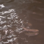 Obrázek epizody Miliony pstruhů z továrny (zdroj: CNN Prima NEWS)