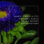Obrázek epizody Marie Šimková čte povídku Karla Čapka Modrá chryzantéma