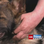 Obrázek epizody Příběh policejního psa (zdroj: CNN Prima NEWS)