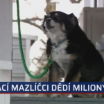 Obrázek epizody Zvířata, která přišla k nečekanému bohatství (Zdroj- CNN Prima NEWS)