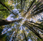 Obrázek epizody The Buried Bodies Case