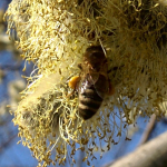 Obrázek epizody Včely za dedinou