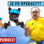 Obrázek epizody #34 Jak pejskovi pomoct po operaci?