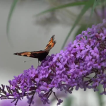 Obrázek epizody Vlákna Stvoření – živé vysílání