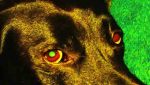 Obrázek epizody Oči psího šamana
