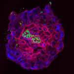 Obrázek epizody The Primitive Streak