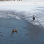 Obrázek epizody Husice Nilské na Olomoucku