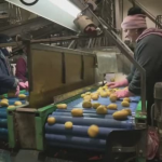 Obrázek epizody Nové kvalitnější brambory