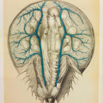 Obrázek epizody Baby Blue Blood Drive