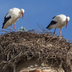 Obrázek epizody Čapí návrat: Na českých komínech je letos rekordně rušno