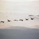 Obrázek epizody Raising Crane