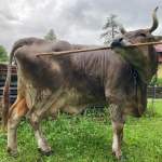 Obrázek epizody How positivity affects health, the rise of scabies and bovine intelligence