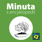 Obrázek epizody Bonsaj