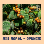 Obrázek epizody #115 NOPAL - OPUNCIE / epigenetika, diabetes, hubnutí, zdravý mikrobiom, protizánětlivé působení, HDL cholesterol, LDL cholesterol, játra, antimikrobiální působení, antivirální působení