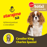 Obrázek epizody Psy: Cavalier King Charles španiel