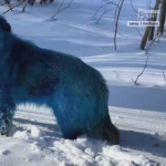 Obrázek epizody Rusko vyděsili modří psi