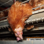 Obrázek epizody Právní poradna Prima Mazlíčka: Co dělat, když vím o týrání zvířat?