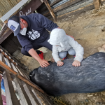 Obrázek epizody Selský dvorek u Veteránů se otevírá po zimě