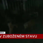 Obrázek epizody Týraní psi z Malesic