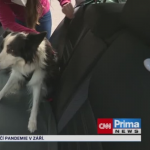 Obrázek epizody Češi neumí vozit psy