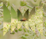 Obrázek epizody Frailmales